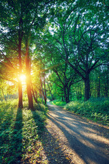 Fototapeta premium beautiful green forest