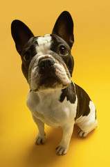 Full length portrait of French bulldog sitting on yellow background