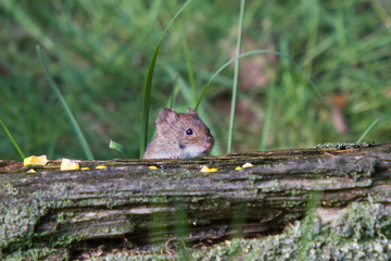 Niedliche Rötelmaus sucht nach versteckten Maiskörnern in einem hohlen Baumstamm