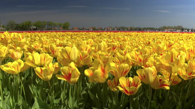 CLOSE UP: Big vast field of stunning red and yellow tulips swaying in the wind