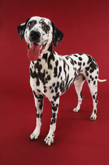 Dalmatian standing with mouth open against red background