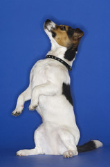 Side view of Jack Russell terrier sitting up against blue background