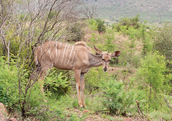 Female Kudu in the Pilanesberg Game Reserve, South Africa