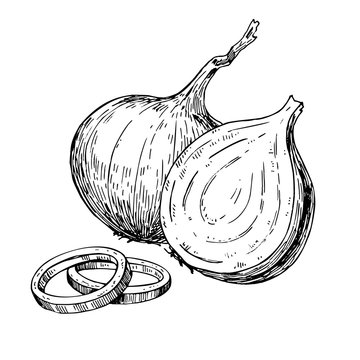 Onion hand drawn vector illustration. Isolated Vegetable engraved rings