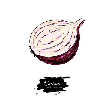 Red Onion hand drawn vector illustration. Vegetable Isolated object. Half cutout slice.