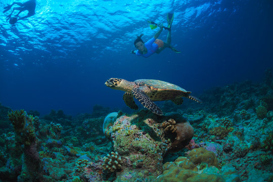 Tropical water with marine animals. Sea turtle floating underwater with snorkelers