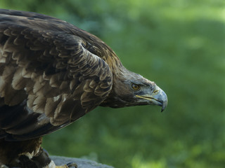 Eagle profile