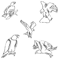 Eagles. Sketch pencil. Drawing by hand. Vector