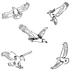 Eagles. Sketch pencil. Drawing by hand. Vector