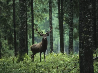 Wall murals Khaki Red deer stag in forest