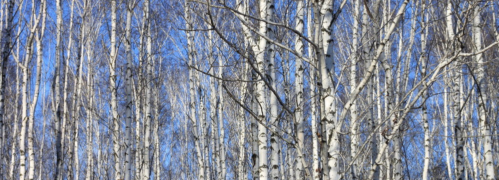 Fototapeta Beautiful landscape with white birches. Birch trees in bright sunshine. Birch grove in autumn. The trunks of birch trees with white bark. Birch trees trunks. Beautiful panorama.