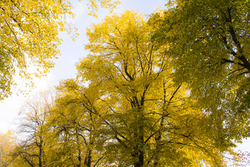 Autumn yellow leaves on the trees