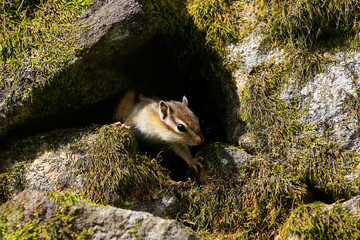 청솔모와 다람쥐