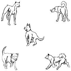 Dogs. Sketch pencil. Drawing by hand. Vector