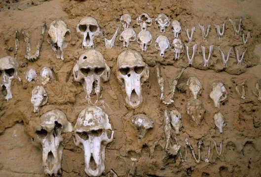 Monkey skulls embedded in mud wall to protect against evil spirits, Dogon village of Telle, Mali