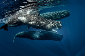 Biggest predators in the world in blue ocean. Pod of sperm whales swimming off the coast of Sao...