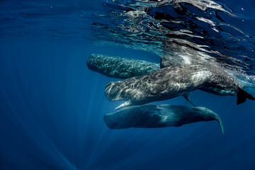 Fototapeta premium Biggest predators in the world in blue ocean. Pod of sperm whales swimming off the coast of Sao Miguel Azores