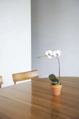 Potted flower on wooden dining table at home