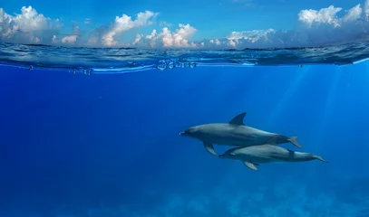 Foto auf Leinwand Tropischer Meerblick mit wellenförmiger Wasseroberfläche und Delphinschwimmen unter Wasser. Bild geteilt durch Wasserlinie mit Luftblasen für zwei Teile mit Wolken und Ozean © willyam