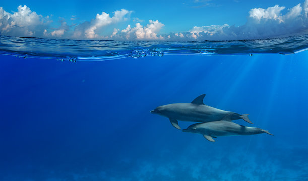 Tropical seascape with water waved surface and dolphin swimming underwater. Image splitted by water line with air bubbles for two parts with clouds and ocean