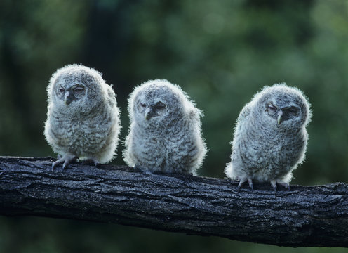 Three owlets on bough