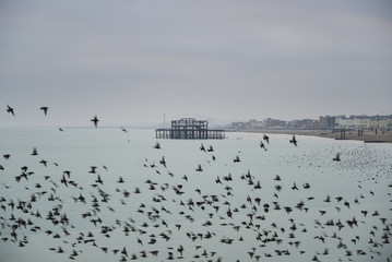 Amazing spectacle of starlings birds murmuration flying over sea