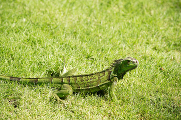 Wild green lizard or iguana
