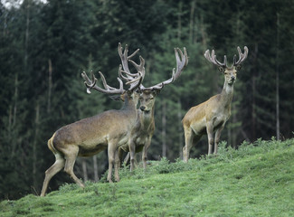 Three red deer stags on slope by trees