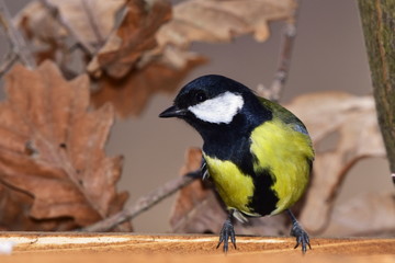Fototapeta premium great tit looking for food on sunflower