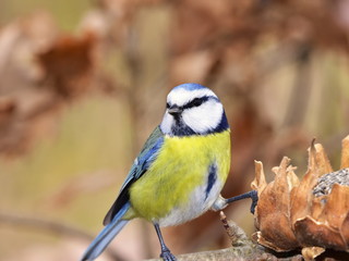 Fototapeta premium Ordinary blue tit, blue tit, or green, or a blue tit (lat. Cyanistes caeruleus) - a small tit with a bright blue-yellow plumage.
