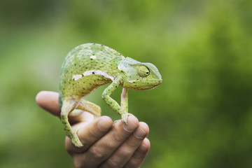 Man holding chameleon close-up of hand