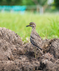 Thick-knees(Burhinus indicus), brown bird in field.