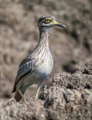 Thick-knees(Burhinus indicus), brown bird in field.