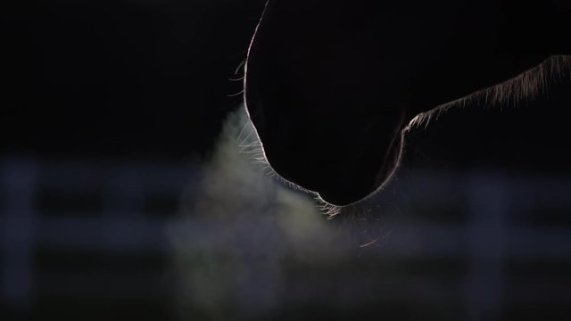 CLOSE UP: Warm steam coming out form horse's nostrils as he blows out air