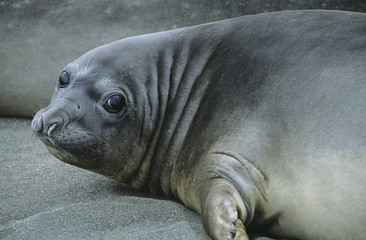 Obraz premium Seal lying on beach