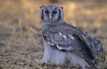 Grey owl on ground