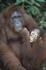 Orangutan embracing young close-up