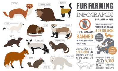 Fur farming infographic template. Flat design