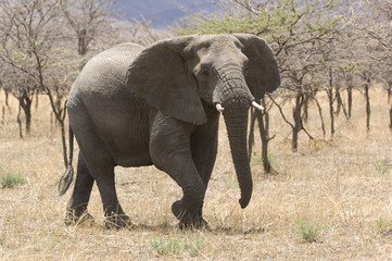 Elephant (Loxodonta africana) in savannah