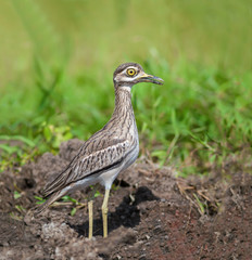 Thick-knees(Burhinus indicus), brown bird in field.
