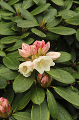 Rhododendron 'Bob Bovee' (Wardii groep)