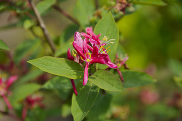 Lonicera tatarica 'Hack's Red'