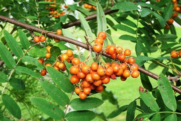 Seabuckthorn