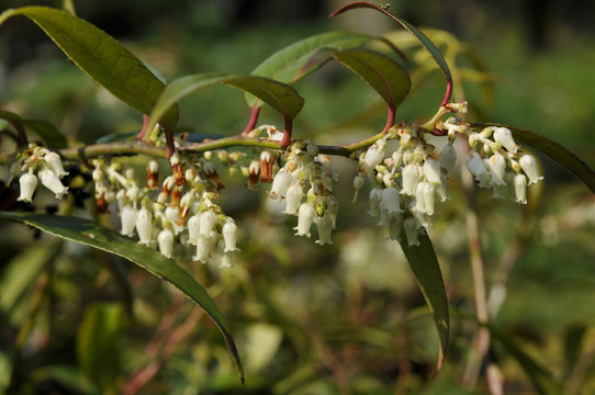 Leucothoe axillaris