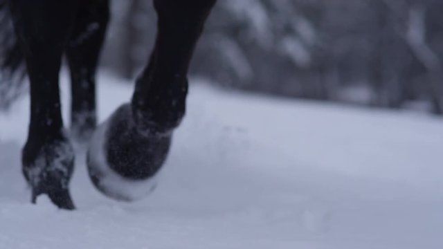 SLOW MOTION CLOSEUP: Wild horse walking through soft snow blanket in cold winter