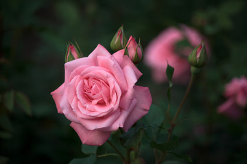 Beautiful Pink Rose in a Natural Garden Environment