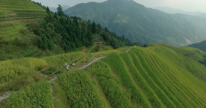 Beautiful 4k aerial sgot of the Longji Rice Terraces located next to the village of Ping'an in Longsheng County, Southern China. Fresh green rice fields in Fall. Mountain, rural landscape.