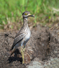 Thick-knees(Burhinus indicus), brown bird in field.