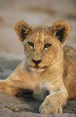 Lion resting close-up
