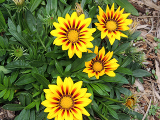 Yellow Flowers